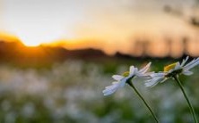 最令人惊艳的带有深刻寓意、充满仙气并甜蜜异常的网络昵称