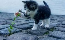 在梦中经历假发掉落的惊恐:探析潜意识中对外界形象的认同与自我认知的交互作用