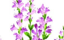 如何选取一个听起来好听且有吸引力的面膜名称?