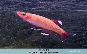 养鱼颜色最佳搭配
