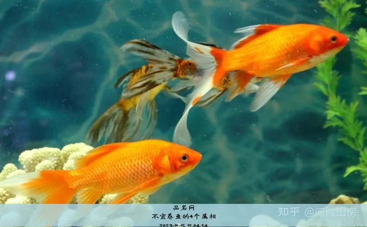 不宜养鱼的4个属相