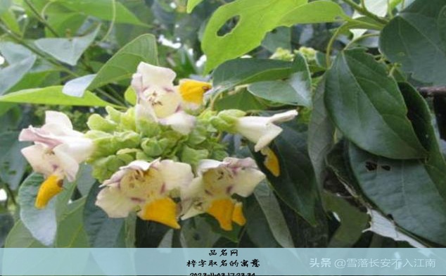 梓字取名的寓意