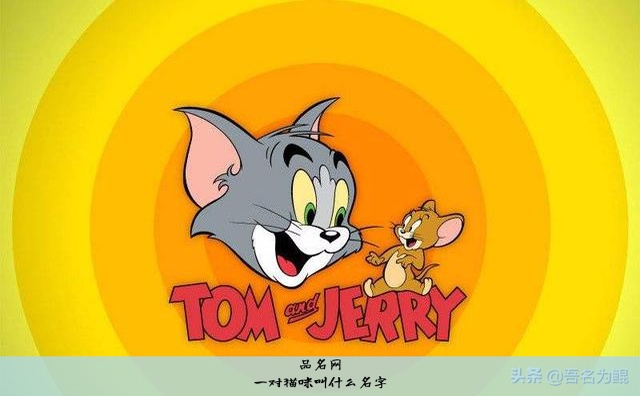一对猫咪叫什么名字