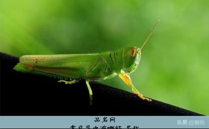 常见昆虫有哪些 名称