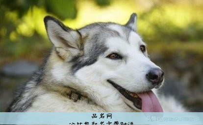 公比熊取名字带财运