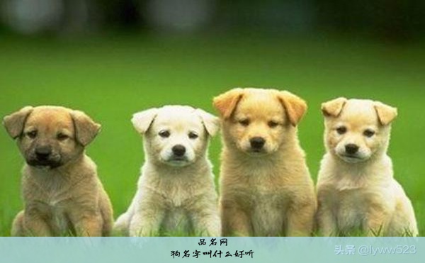 狗狗名字推荐