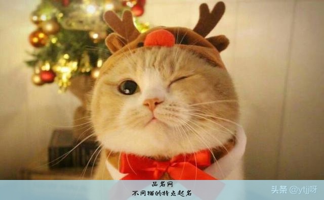 不同猫的特点起名