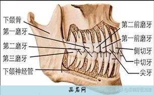 口腔牙齿名称