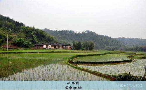 名字狗狗