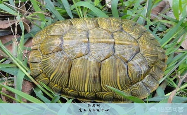 怎么逗乌龟开心