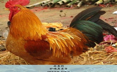 炒鸡店名字