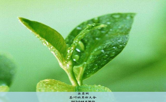 茶叶的名称大全