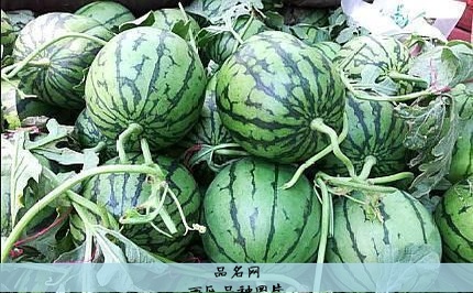 西瓜品种图片