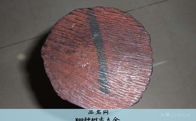 1000种树木大全