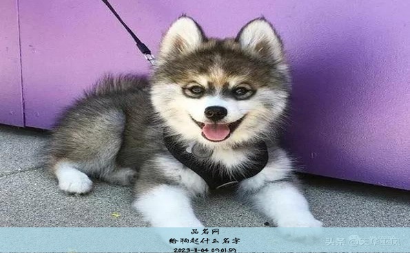 狗起什么名字好听