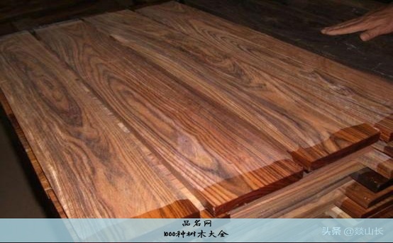 1000种树木大全