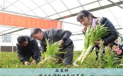 农业合作社响亮的名字