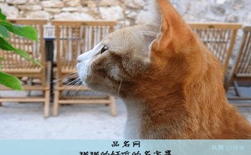 猫猫的好听的名字男