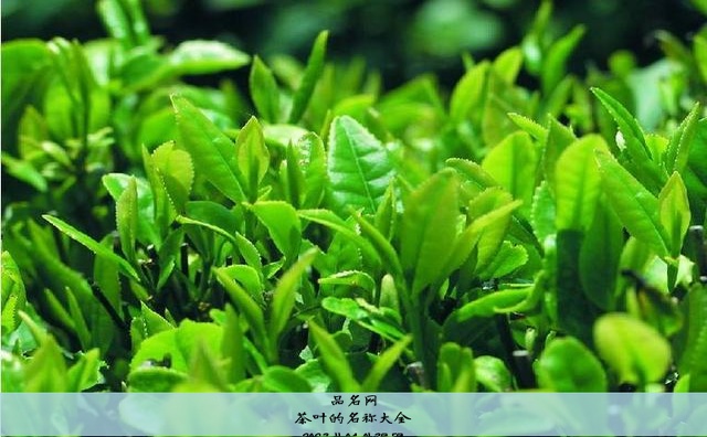 茶叶的名称大全