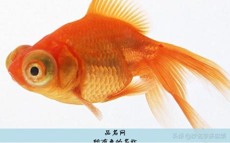 所有鱼的名称