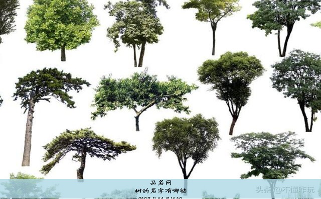 树的名字有哪些