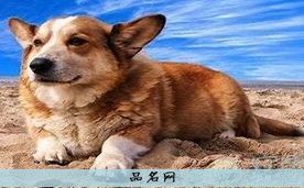 宠物小狗名字可爱洋气