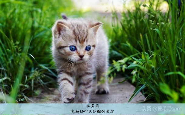 宠物好听又沙雕的名字