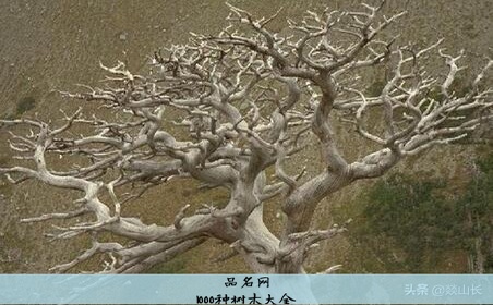 1000种树木大全