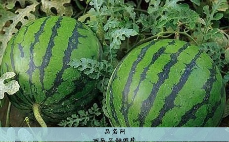 西瓜品种图片
