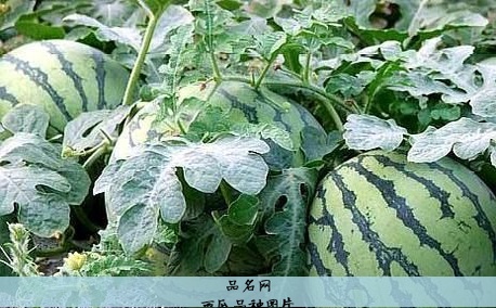 西瓜品种图片