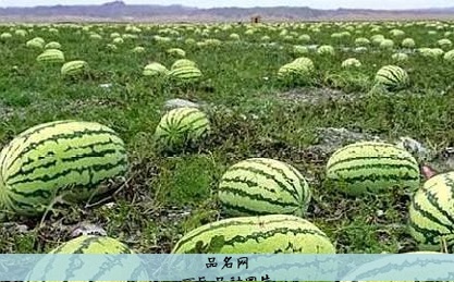 西瓜品种图片