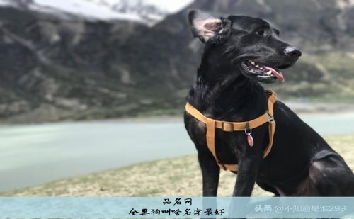 狗的好听的名字有哪些