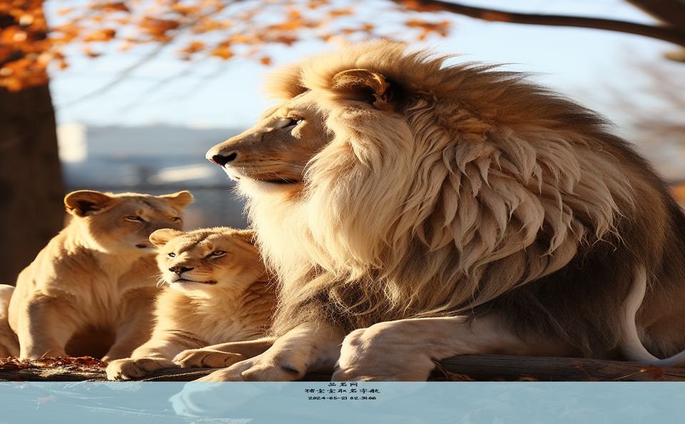 猪宝宝取名宇航