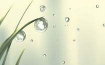 属猪过年相亲是一种什么样的体验