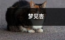 梦见一场绚丽奇妙的夏日，杏花盛开下的幻境之旅