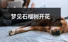 在梦中，我眼前绽放着绚烂的石榴花朵：一场梦幻般的石榴树盛开，欣欣向荣的点缀了我沉睡的夜晚