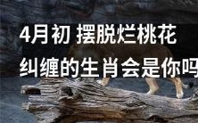 在4月初，你是否能够成功摆脱烂桃花的困扰，成为那一位幸运的生肖呢？