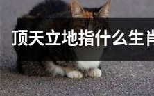 顶天立地是哪些生肖的代表性特征？