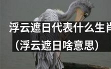 哪些生肖与浮云遮日有象征意义？