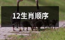 十二生肖的排列顺序，根据传统文化和天干地支的关系确定