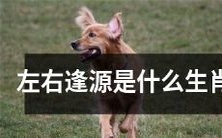 么？有哪些属相被称为“左右逢源”的生肖？