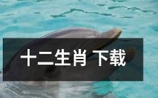 如何获取全套十二生肖高清图片并实现免费下载？