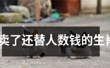 被出卖却仍为人替数钱的十二生肖