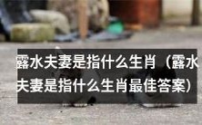 露水夫妻是指哪些生肖？如何辨认露水夫妻？最佳答案揭晓！