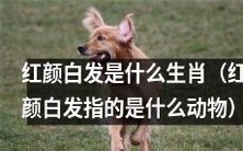 红颜白发是属于哪个生肖的动物？深度揭秘红颜白发所指代的是何种神秘生物类型