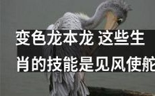 从龙变色龙再到本命龙，这些生肖都拥有“见风使舵”的特殊技能