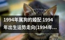 1994年出生的狗年男孩婚配：运势走向剖析