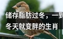 拥有储存脂肪功能，冬季自动变胖的经典生肖