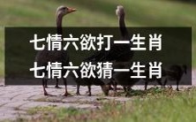 猜一下哪个生肖代表了七情六欲: 猜一生肖，挑战七情六欲测验！