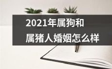 2021年属狗和属猪的人，他们的婚姻状况如何？